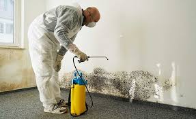 Best Emergency Mold Remediation  in Millwood, WA