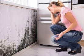 Best Air Quality Testing for Mold Spores  in Millwood, WA